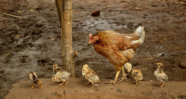 Hen with 9 chicks